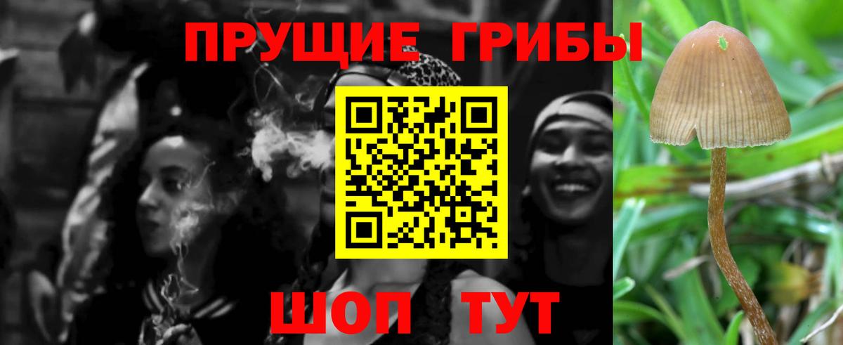 Галлюциногенные грибы Psilocybe Гуково
